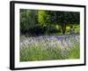 USA, Washington State, Sequim, Lavender Field-Terry Eggers-Framed Photographic Print