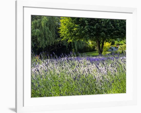 USA, Washington State, Sequim, Lavender Field-Terry Eggers-Framed Photographic Print