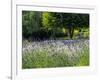 USA, Washington State, Sequim, Lavender Field-Terry Eggers-Framed Photographic Print