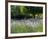 USA, Washington State, Sequim, Lavender Field-Terry Eggers-Framed Photographic Print