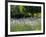 USA, Washington State, Sequim, Lavender Field-Terry Eggers-Framed Photographic Print