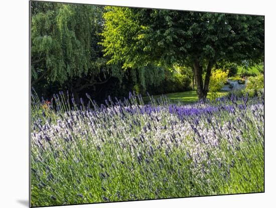 USA, Washington State, Sequim, Lavender Field-Terry Eggers-Mounted Photographic Print