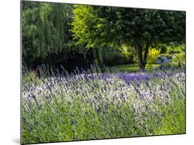 USA, Washington State, Sequim, Lavender Field-Terry Eggers-Mounted Photographic Print