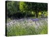 USA, Washington State, Sequim, Lavender Field-Terry Eggers-Stretched Canvas