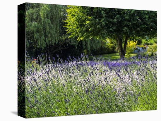USA, Washington State, Sequim, Lavender Field-Terry Eggers-Stretched Canvas