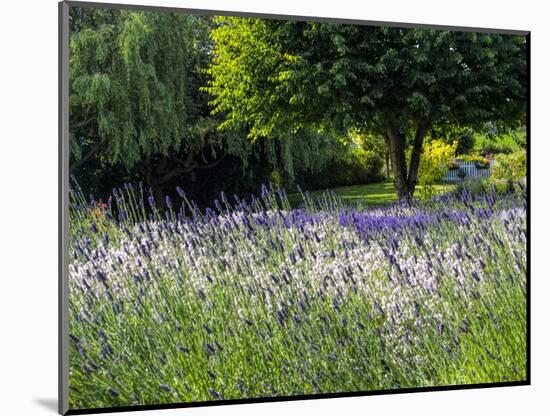 USA, Washington State, Sequim, Lavender Field-Terry Eggers-Mounted Photographic Print