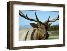 USA, Washington State, Sequim, Olympic Game Farm.-Savanah Stewart-Framed Photographic Print