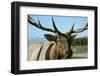 USA, Washington State, Sequim, Olympic Game Farm.-Savanah Stewart-Framed Photographic Print