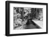 USA, Washington State, Skagit Valley, Country backroad through forest-Terry Eggers-Framed Photographic Print