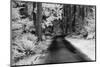 USA, Washington State, Skagit Valley, Country backroad through forest-Terry Eggers-Mounted Photographic Print