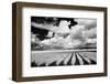 USA, Washington State, Skagit Valley, Large field of Tulip rows and clouds-Terry Eggers-Framed Photographic Print