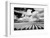 USA, Washington State, Skagit Valley, Large field of Tulip rows and clouds-Terry Eggers-Framed Photographic Print