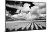 USA, Washington State, Skagit Valley, Large field of Tulip rows and clouds-Terry Eggers-Mounted Photographic Print