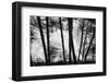 USA, Washington State, Skamania County, Lower Lewis River Falls in BW, behind the pine tree trunks.-Brent Bergherm-Framed Photographic Print