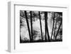 USA, Washington State, Skamania County, Lower Lewis River Falls in BW, behind the pine tree trunks.-Brent Bergherm-Framed Photographic Print