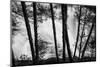 USA, Washington State, Skamania County, Lower Lewis River Falls in BW, behind the pine tree trunks.-Brent Bergherm-Mounted Photographic Print