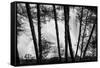 USA, Washington State, Skamania County, Lower Lewis River Falls in BW, behind the pine tree trunks.-Brent Bergherm-Framed Stretched Canvas