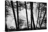 USA, Washington State, Skamania County, Lower Lewis River Falls in BW, behind the pine tree trunks.-Brent Bergherm-Stretched Canvas