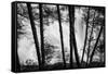 USA, Washington State, Skamania County, Lower Lewis River Falls in BW, behind the pine tree trunks.-Brent Bergherm-Framed Stretched Canvas