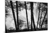 USA, Washington State, Skamania County, Lower Lewis River Falls in BW, behind the pine tree trunks.-Brent Bergherm-Mounted Photographic Print