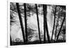 USA, Washington State, Skamania County, Lower Lewis River Falls in BW, behind the pine tree trunks.-Brent Bergherm-Framed Photographic Print