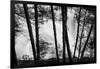 USA, Washington State, Skamania County, Lower Lewis River Falls in BW, behind the pine tree trunks.-Brent Bergherm-Framed Photographic Print