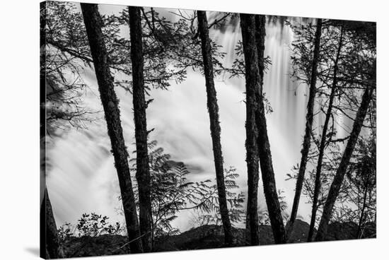 USA, Washington State, Skamania County, Lower Lewis River Falls in BW, behind the pine tree trunks.-Brent Bergherm-Stretched Canvas