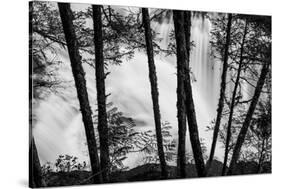 USA, Washington State, Skamania County, Lower Lewis River Falls in BW, behind the pine tree trunks.-Brent Bergherm-Stretched Canvas
