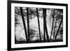 USA, Washington State, Skamania County, Lower Lewis River Falls in BW, behind the pine tree trunks.-Brent Bergherm-Framed Photographic Print
