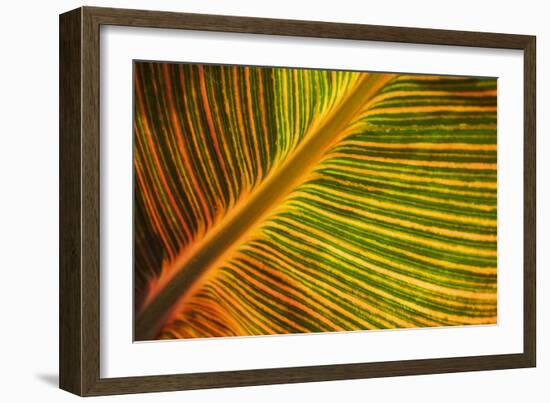 Usa, Washington State, Snohomish. Leaf with red, yellow, orange and green stripes.-Merrill Images-Framed Photographic Print