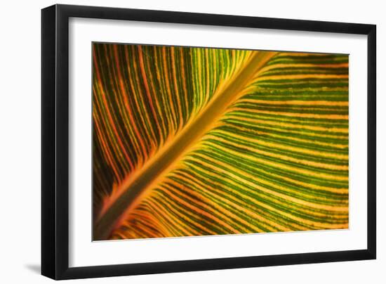 Usa, Washington State, Snohomish. Leaf with red, yellow, orange and green stripes.-Merrill Images-Framed Photographic Print