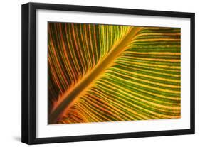 Usa, Washington State, Snohomish. Leaf with red, yellow, orange and green stripes.-Merrill Images-Framed Photographic Print