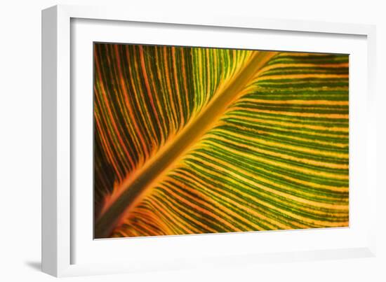 Usa, Washington State, Snohomish. Leaf with red, yellow, orange and green stripes.-Merrill Images-Framed Photographic Print