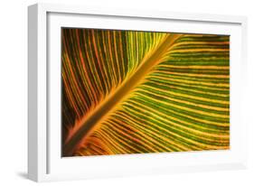 Usa, Washington State, Snohomish. Leaf with red, yellow, orange and green stripes.-Merrill Images-Framed Photographic Print