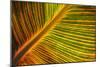 Usa, Washington State, Snohomish. Leaf with red, yellow, orange and green stripes.-Merrill Images-Mounted Photographic Print