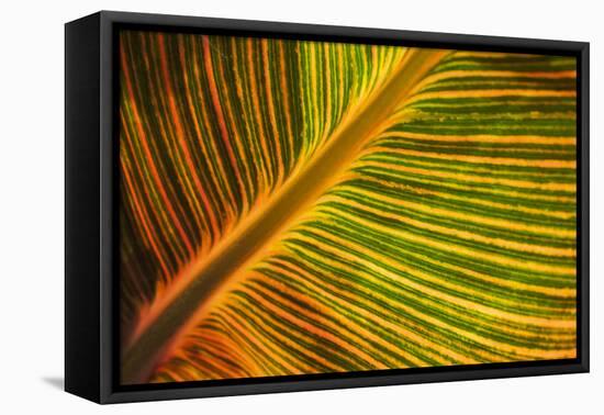 Usa, Washington State, Snohomish. Leaf with red, yellow, orange and green stripes.-Merrill Images-Framed Stretched Canvas