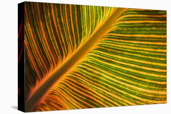 Usa, Washington State, Snohomish. Leaf with red, yellow, orange and green stripes.-Merrill Images-Stretched Canvas