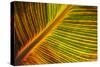 Usa, Washington State, Snohomish. Leaf with red, yellow, orange and green stripes.-Merrill Images-Stretched Canvas