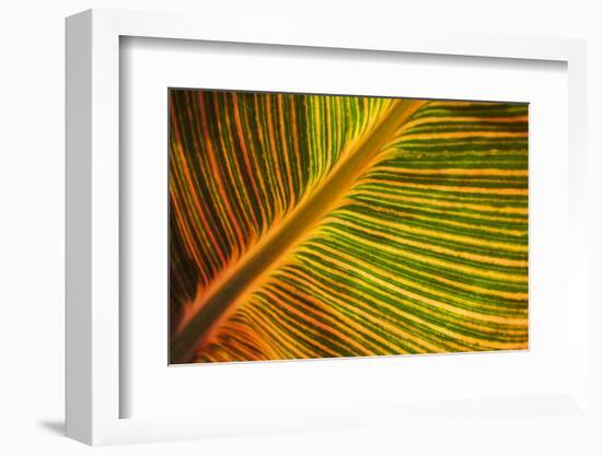 Usa, Washington State, Snohomish. Leaf with red, yellow, orange and green stripes.-Merrill Images-Framed Photographic Print