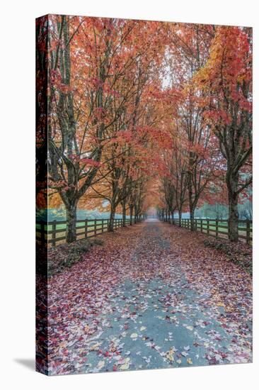 USA, Washington State, Snoqualmie. Autumn country lane.-Rob Tilley-Stretched Canvas