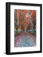 USA, Washington State, Snoqualmie. Autumn country lane.-Rob Tilley-Framed Photographic Print