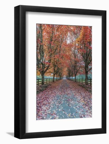 USA, Washington State, Snoqualmie. Autumn country lane.-Rob Tilley-Framed Photographic Print