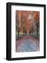 USA, Washington State, Snoqualmie. Autumn country lane.-Rob Tilley-Framed Photographic Print