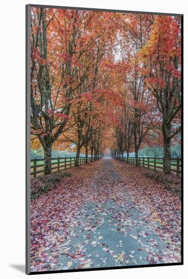 USA, Washington State, Snoqualmie. Autumn country lane.-Rob Tilley-Mounted Photographic Print