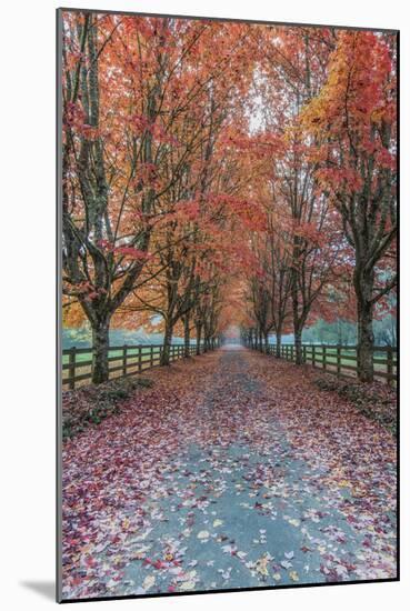 USA, Washington State, Snoqualmie. Autumn country lane.-Rob Tilley-Mounted Photographic Print