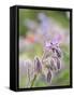 Usa, Washington State. Snoqualmie Valley, backlit Borage close-up-Merrill Images-Framed Stretched Canvas