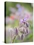 Usa, Washington State. Snoqualmie Valley, backlit Borage close-up-Merrill Images-Stretched Canvas