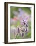 Usa, Washington State. Snoqualmie Valley, backlit Borage close-up-Merrill Images-Framed Photographic Print