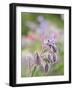 Usa, Washington State. Snoqualmie Valley, backlit Borage close-up-Merrill Images-Framed Photographic Print