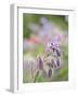 Usa, Washington State. Snoqualmie Valley, backlit Borage close-up-Merrill Images-Framed Photographic Print